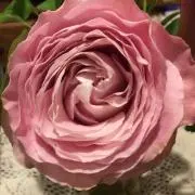 HANAの画像