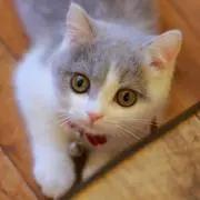 かりん