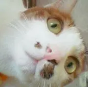 ぷーの画像