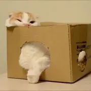 ぬこ100％