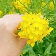 ニワトリ！の画像