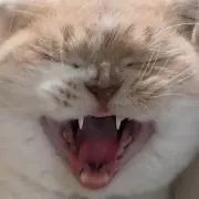 浅野 秀登