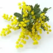 mimosaの画像