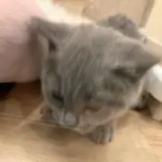 えぬの画像