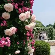 yukiの画像