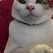 Ayumiの画像