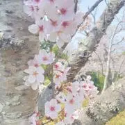 さくら
