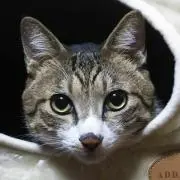 さすけ