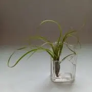 plantsの画像