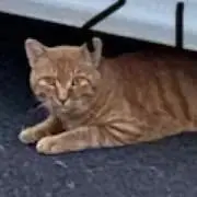 Nekoの画像