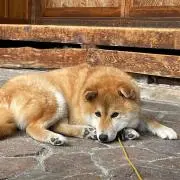 野暮犬