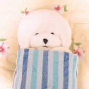 はなおの画像
