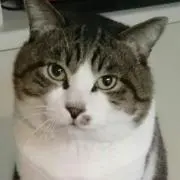 ごっつの画像