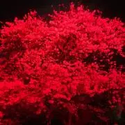 あん⭐︎の画像