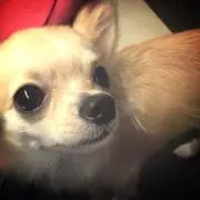 りえ