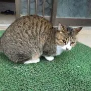 sskの画像