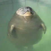 きりん☆