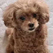 yoshi