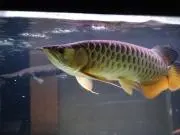 うるらの画像