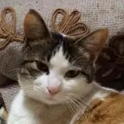 招き小麦の画像