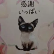 Ｋ-i☆の画像