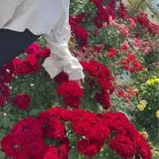 ∞Youki∞