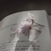 みー☪︎(次回23日発送)の画像