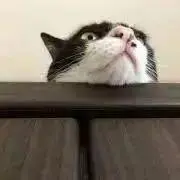 まめぱんの画像