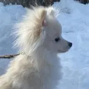 れの画像