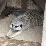 りょの画像