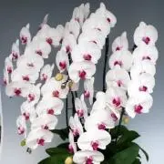 テニラボ