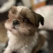 こわありん