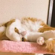 RIEの画像