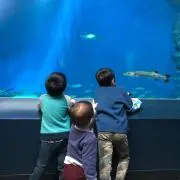 さらさ