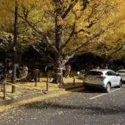 Yesの画像