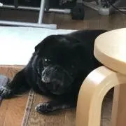 こたろう