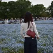スギの画像