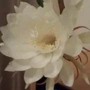 よっくの画像