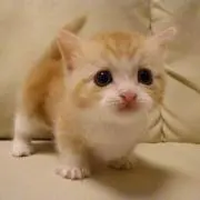 吉木
