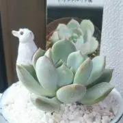 メルカあずきの画像