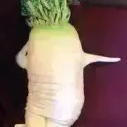 Giftの画像