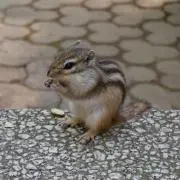 ちーず