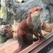 コクロビの画像