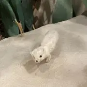 ゆかの画像