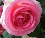akicoの画像