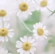まろんの画像