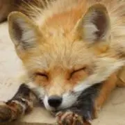 じぇら