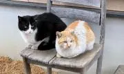 ミッキーの画像