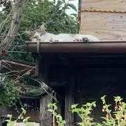 sksの画像