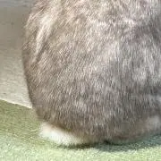 ゆきの画像